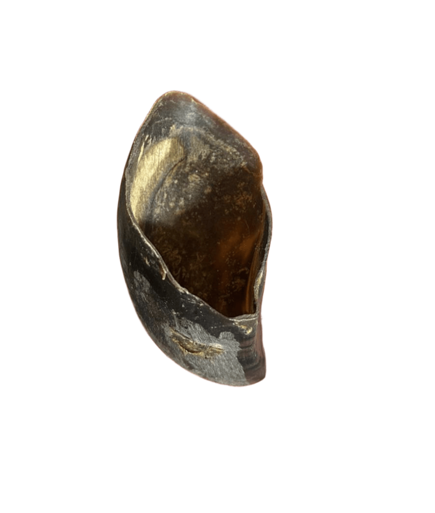 Casco bovino - Budopet