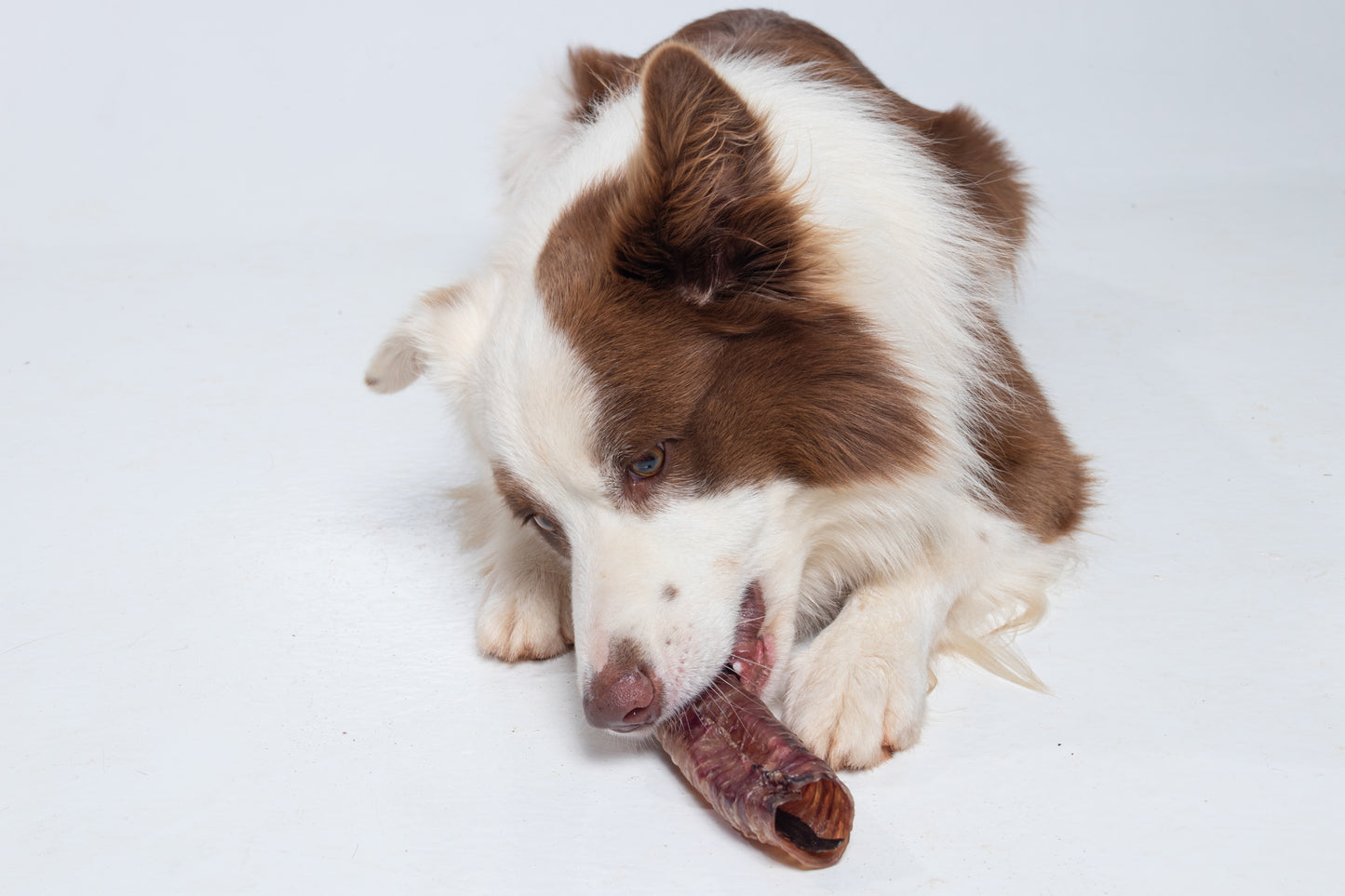 Traqueia Bovina - Budopet