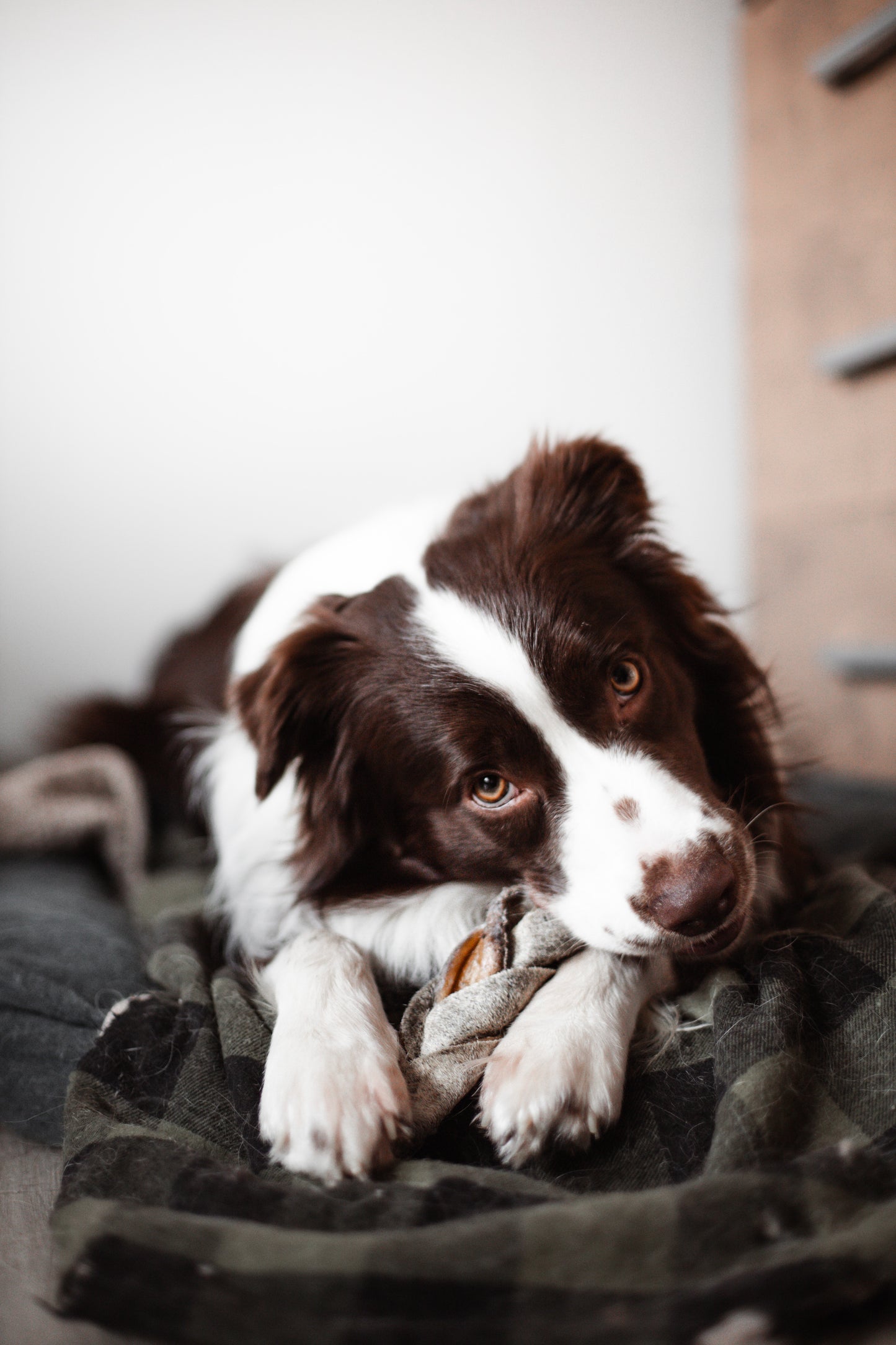 Trança bovina - Natuka