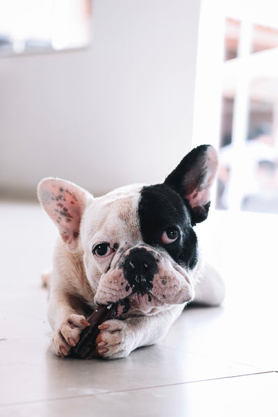 Stick bovino / vergalho bovino - Natuka