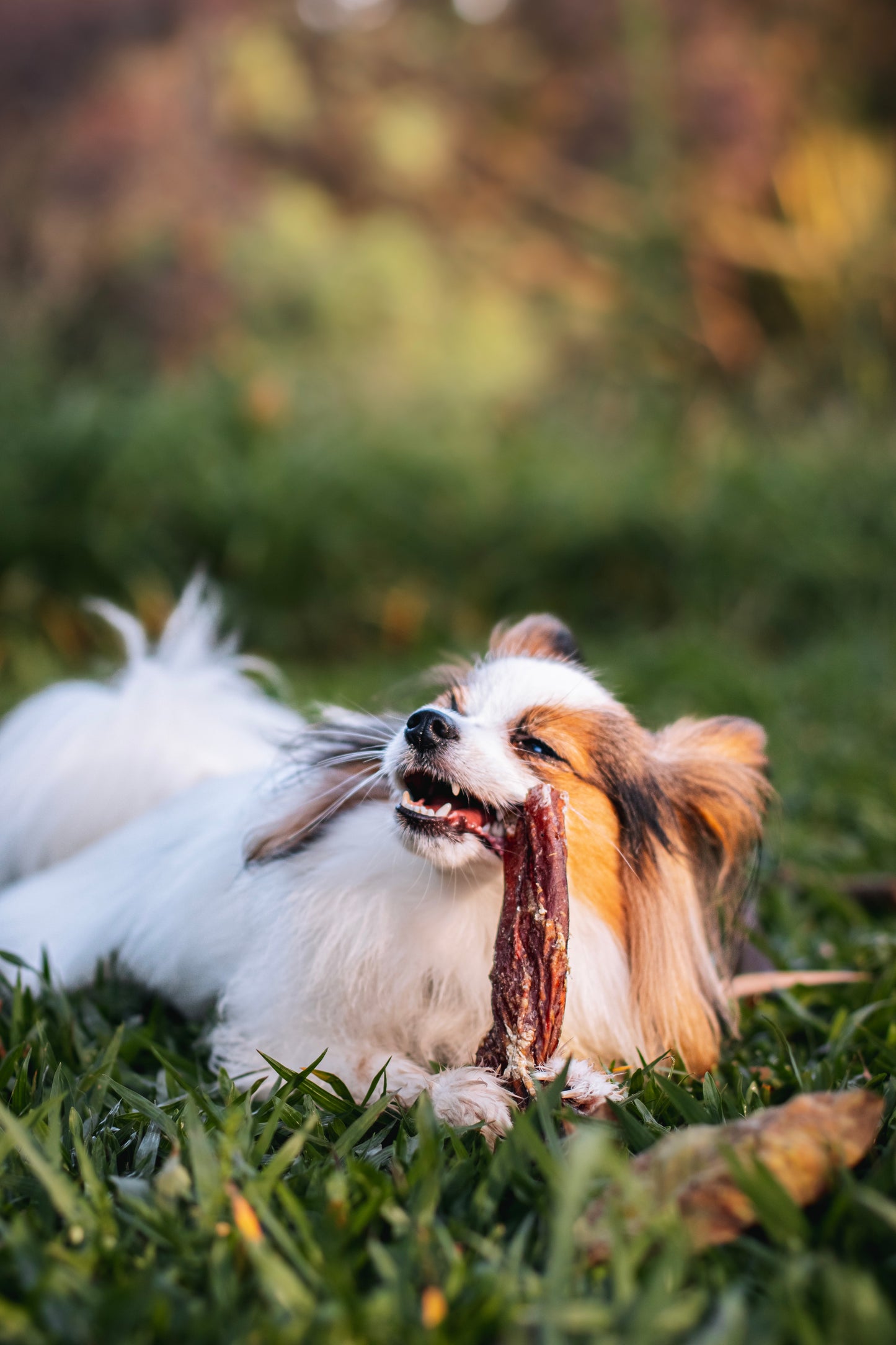 Aorta bovina - Natuka