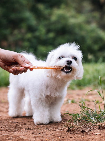 Pocky / Tendão bovino - Natuka