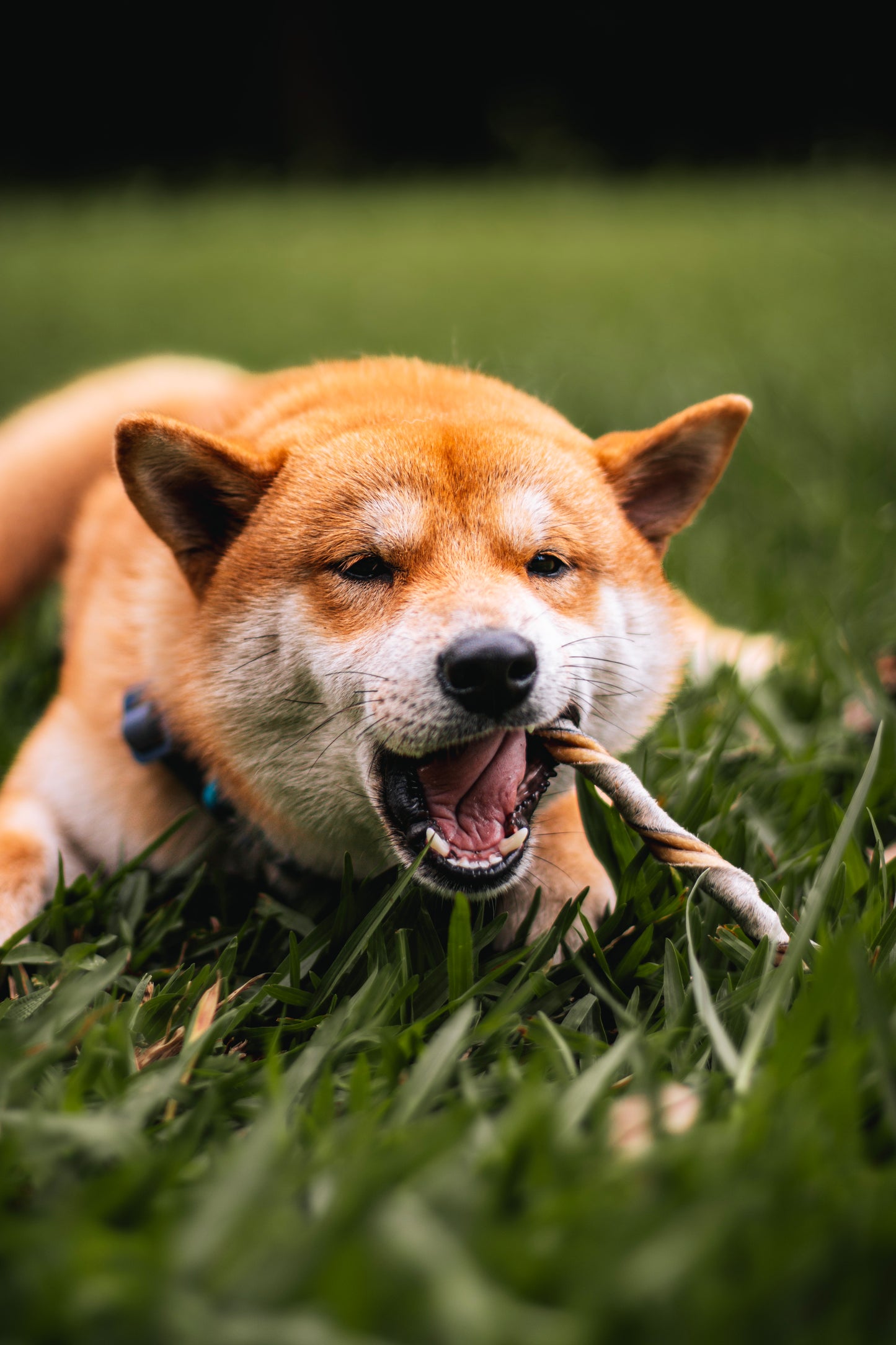 Palitinho bovino / Pele bovina - Natuka
