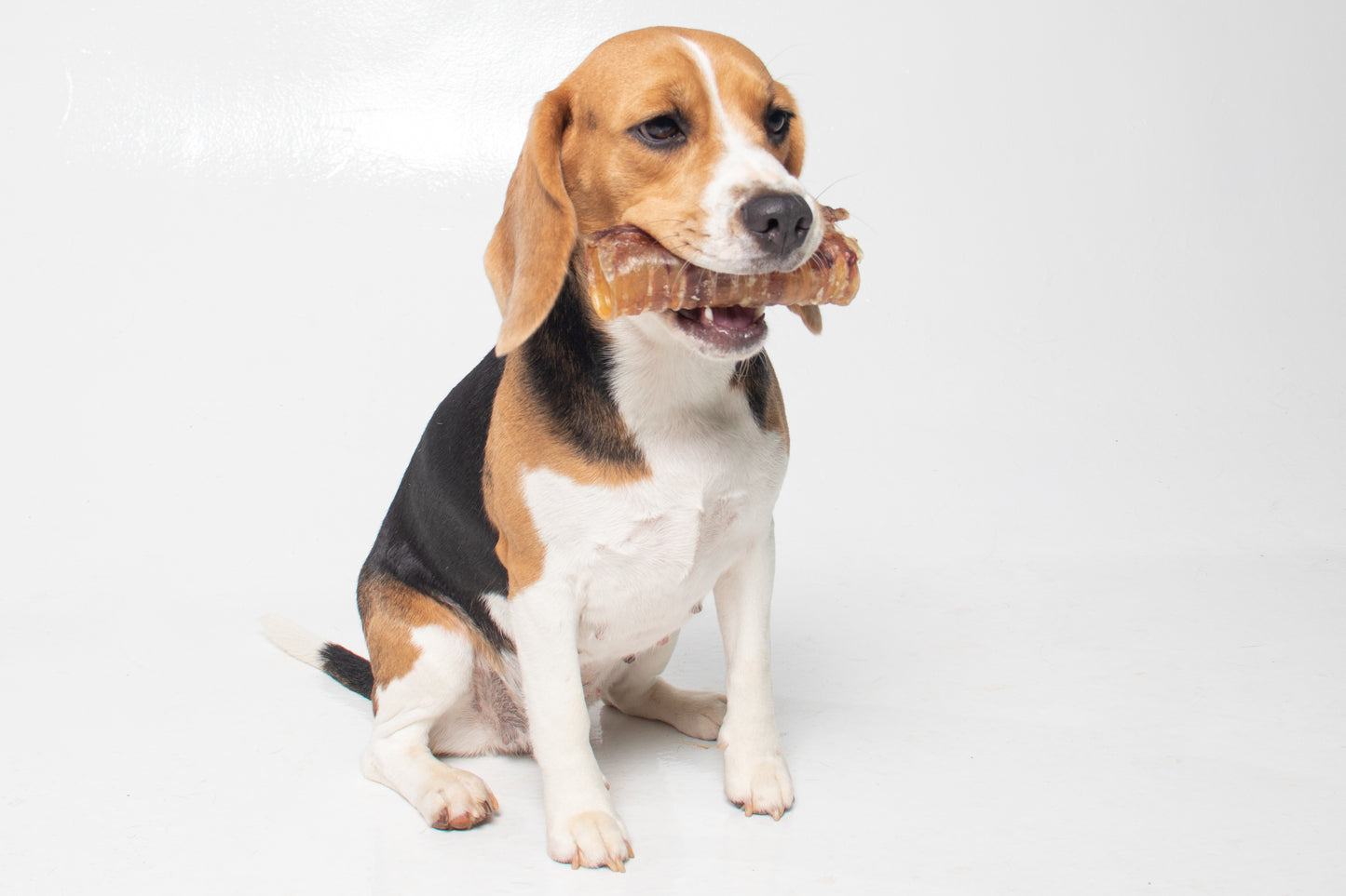 Traqueia Bovina - Budopet