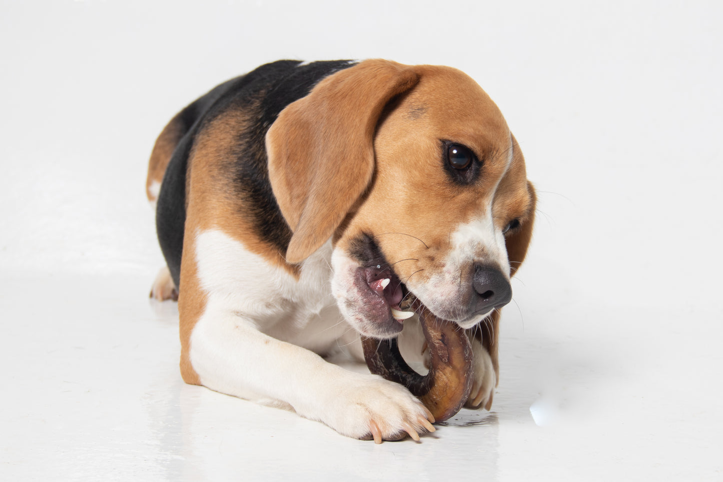 Vergalho Bovino - Budopet