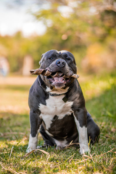 Twist bovino / pele de boi - Natuka