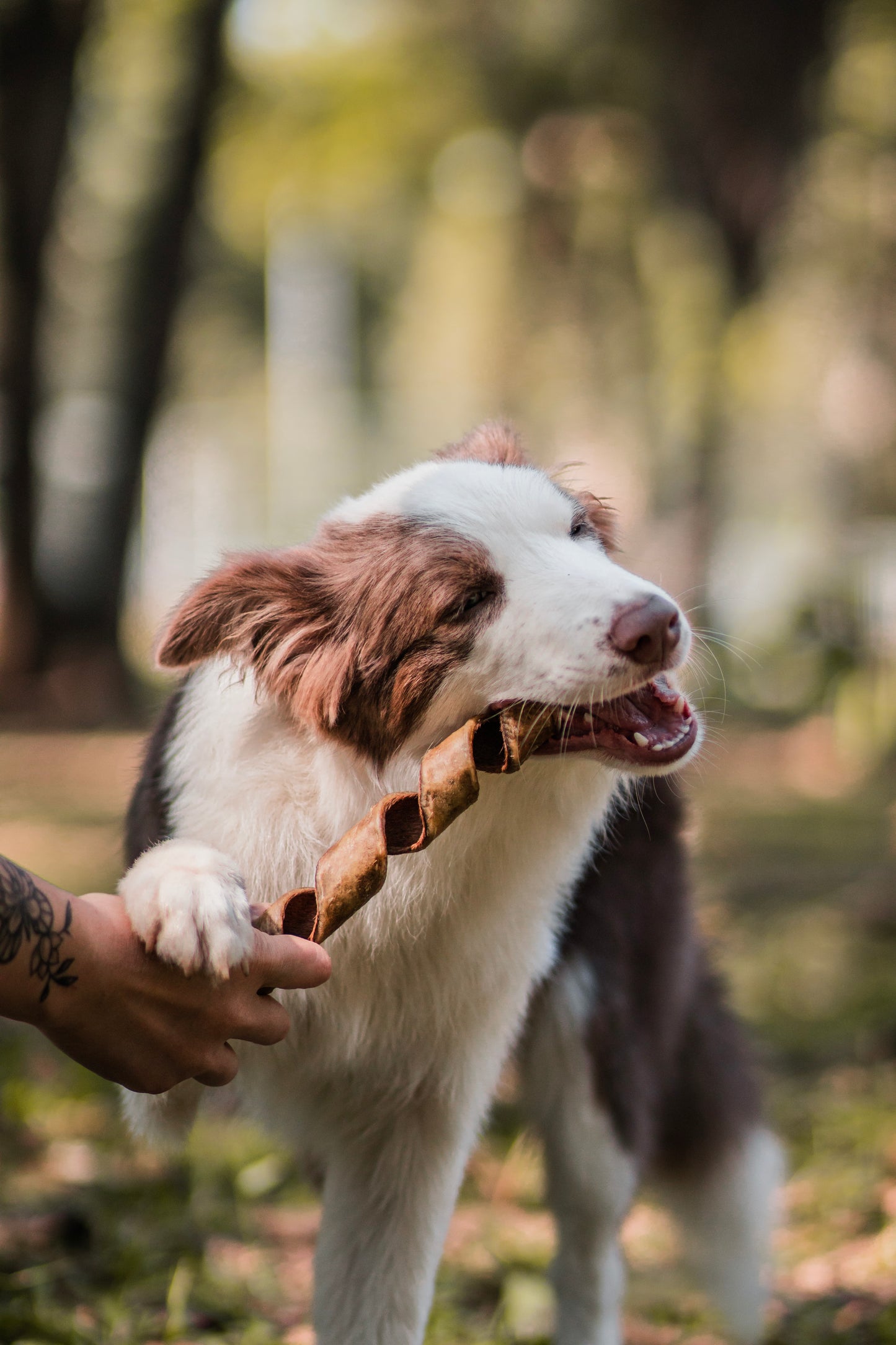 Twist bovino / pele de boi - Natuka
