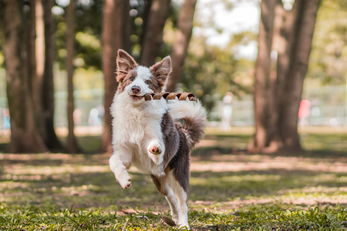 Twist bovino / pele de boi - Natuka