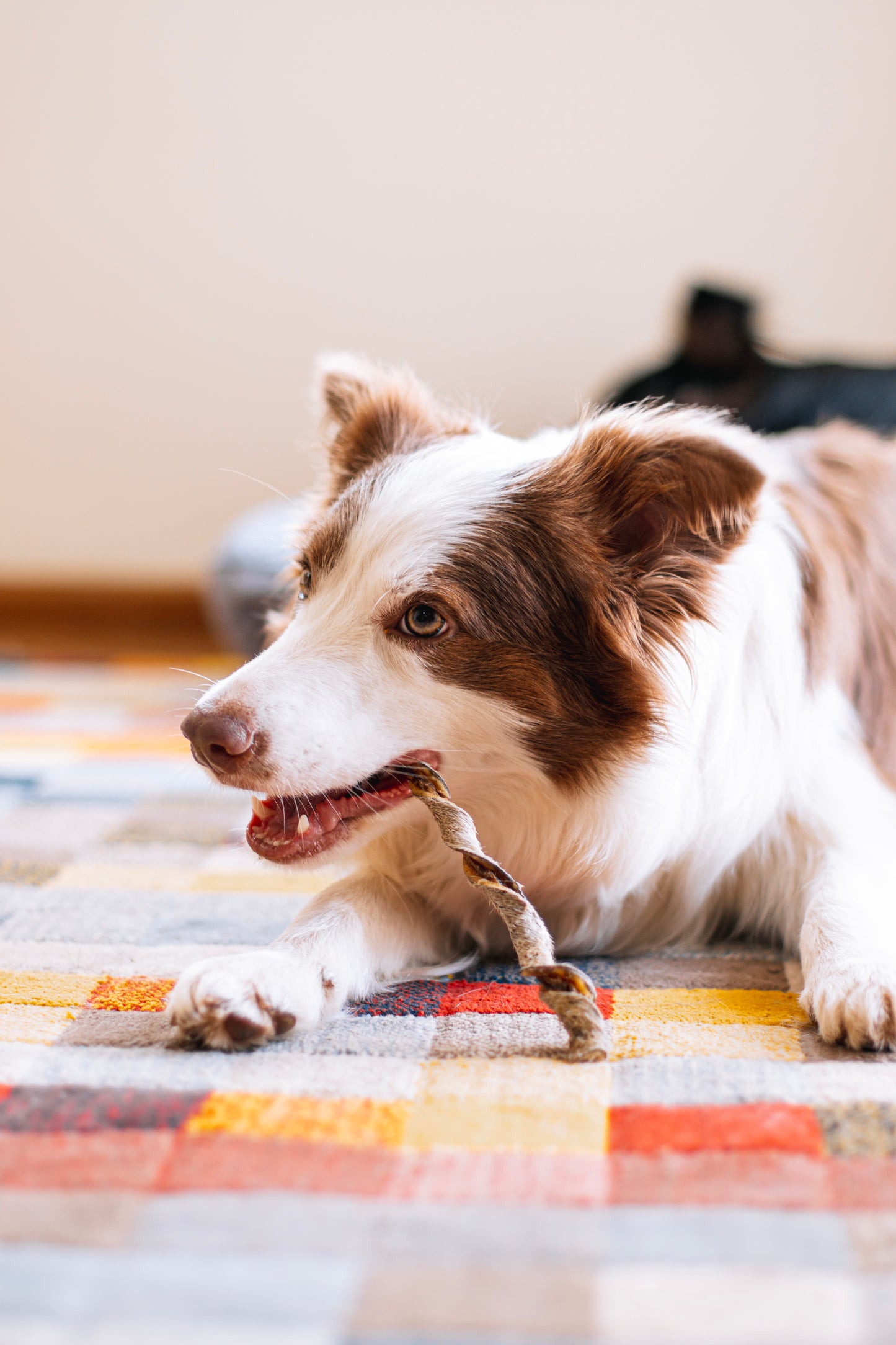 Palitinho bovino / Pele bovina - Natuka