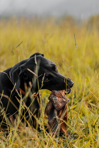 Orelha bovina com ouvido - Natuka