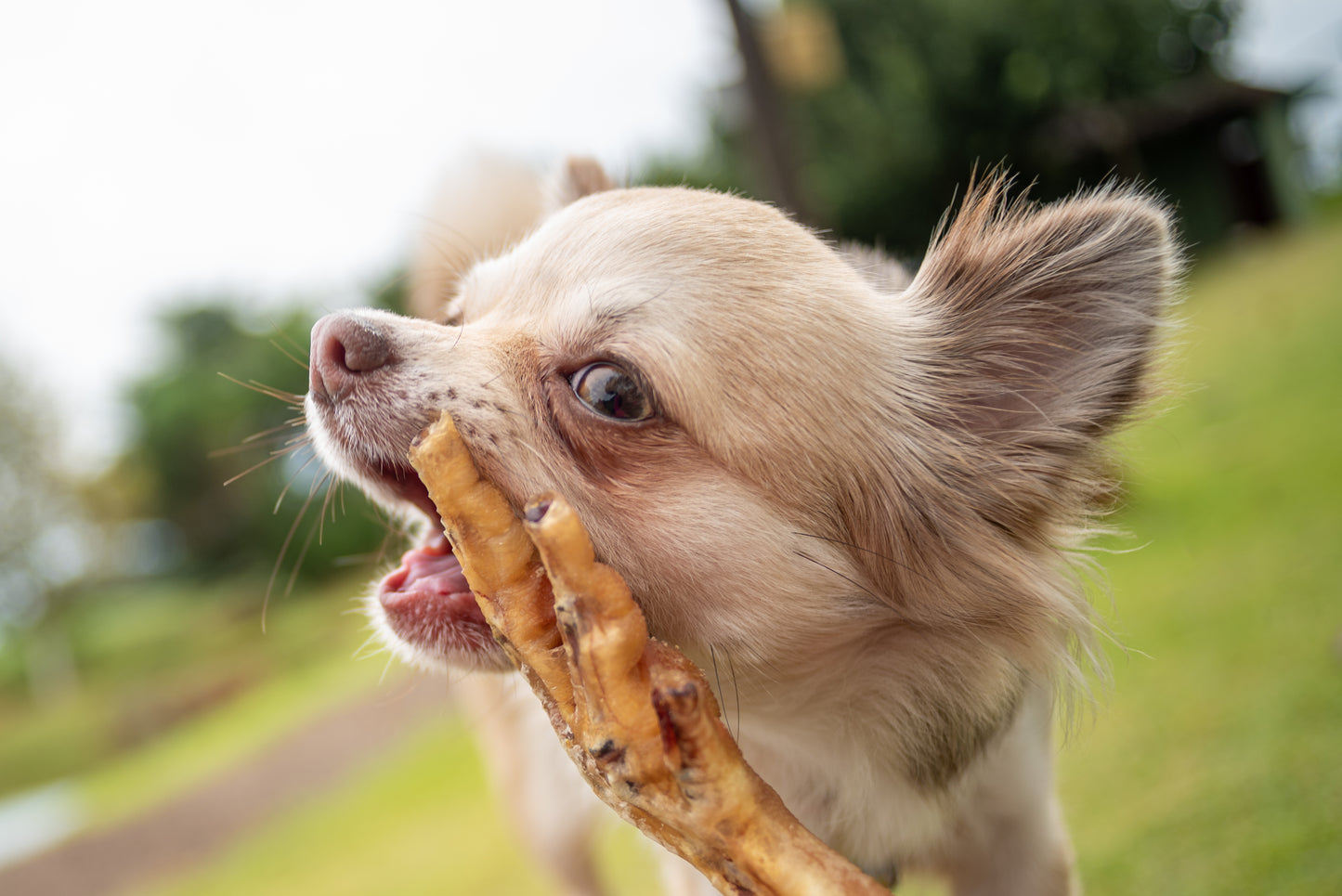 Pé de galinha - Budopet