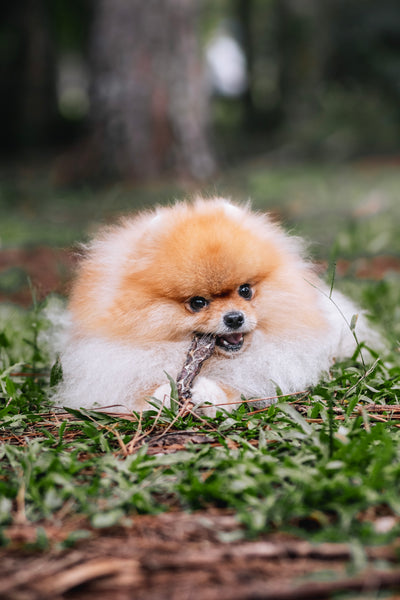 Bifinho / Esôfago bovino - Natuka