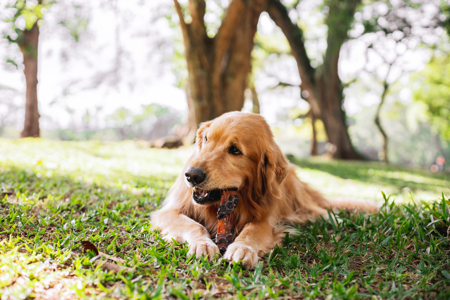 Dual / Esôfago e ligamento bovino - Natuka