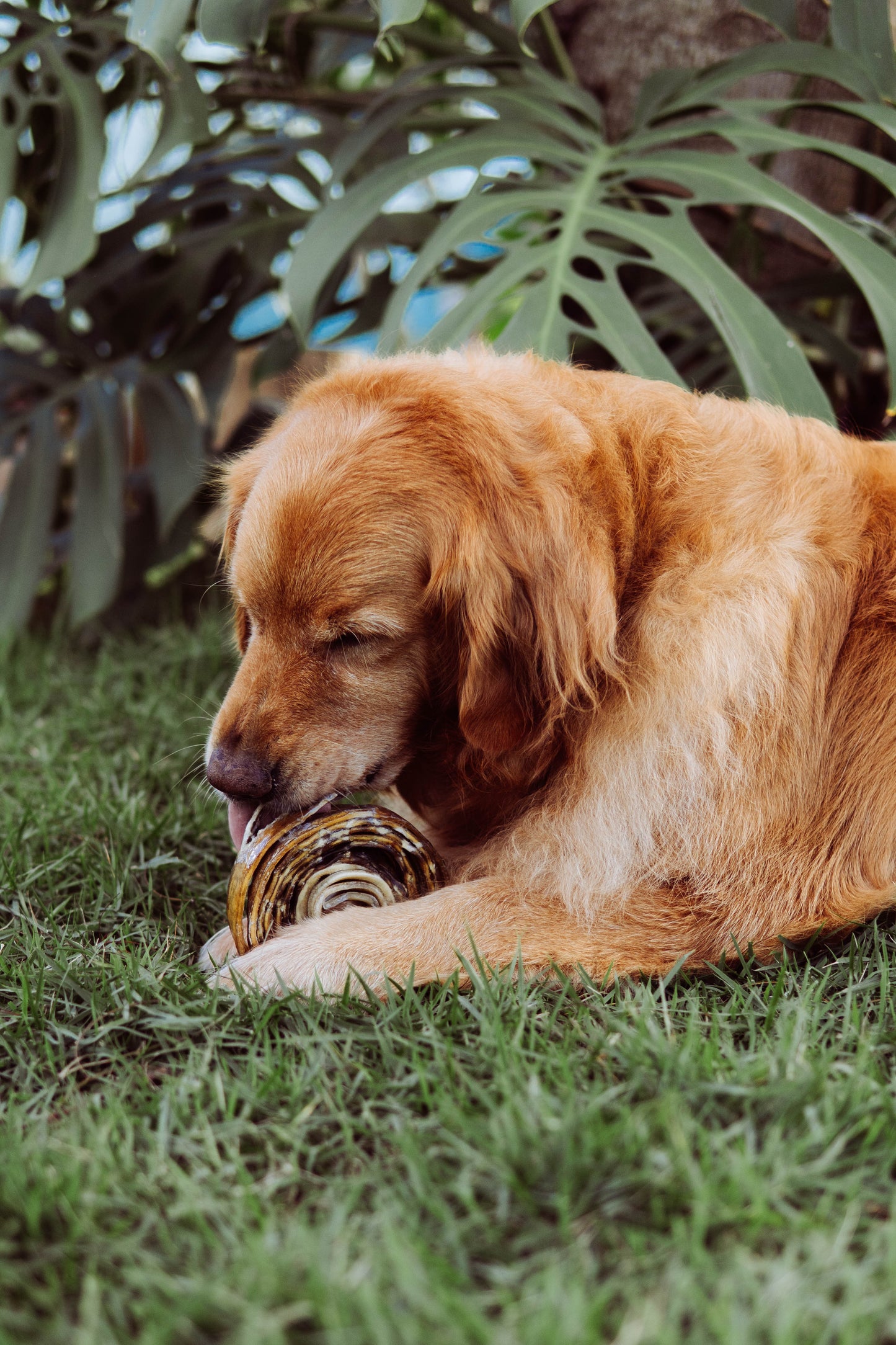 Roll / pele bovina - Natuka