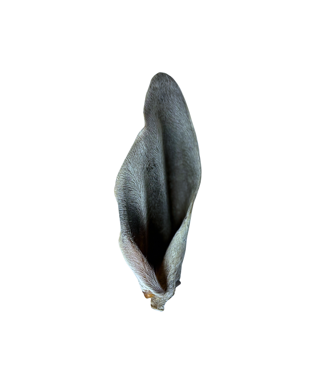 Preciosa / Orelha bovina inteira - Alecrim Pet