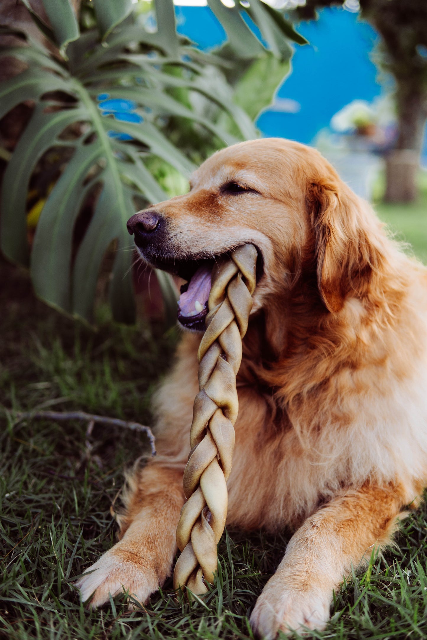 Trança bovina sem pelos - Natuka