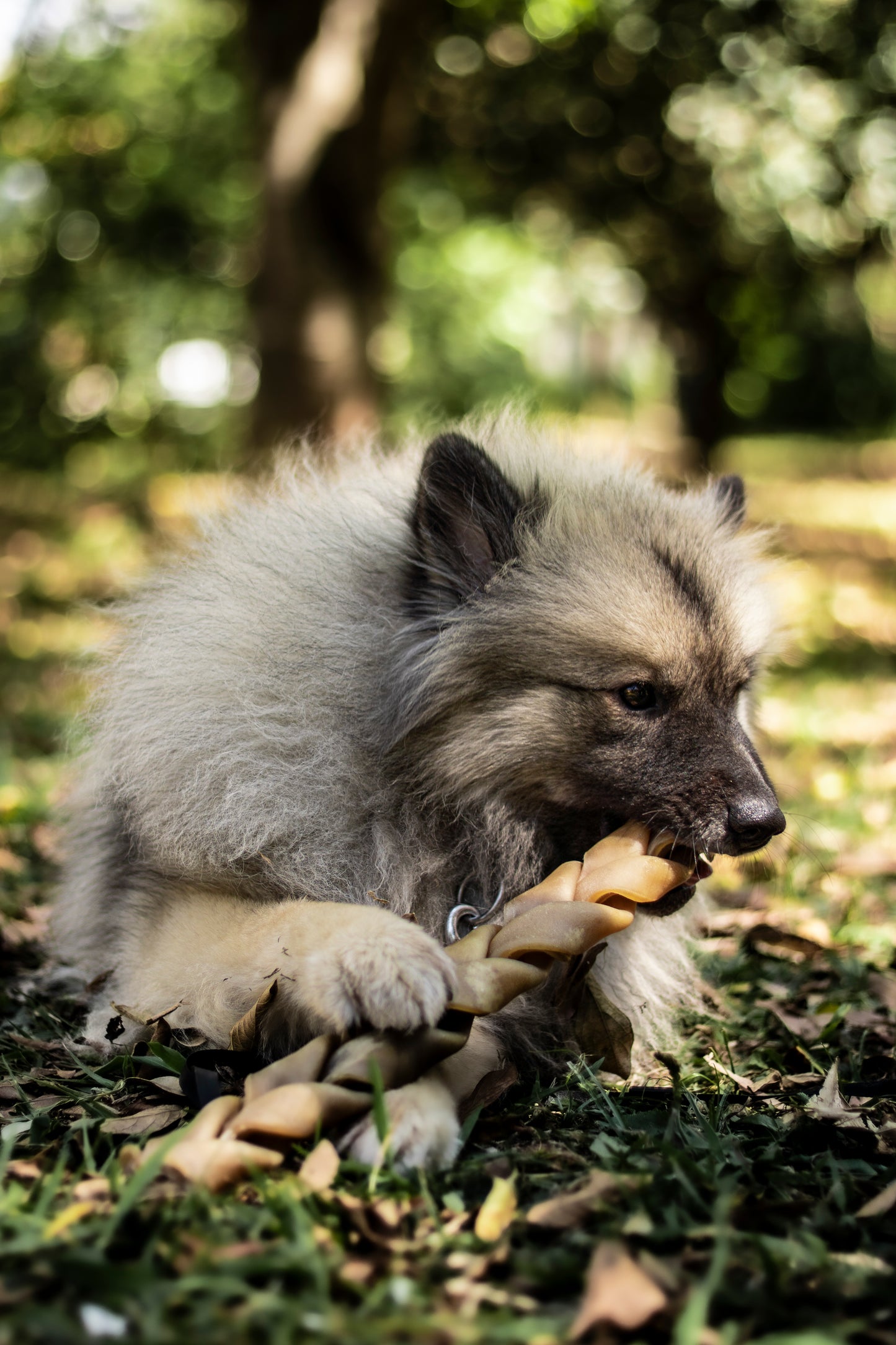 Trança bovina sem pelos - Natuka