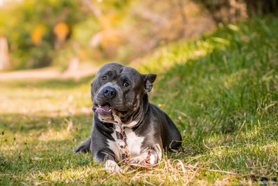 Trança bovina - Natuka